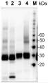 PsbA | D1 protein of PSII, C-terminal (affinity purified)